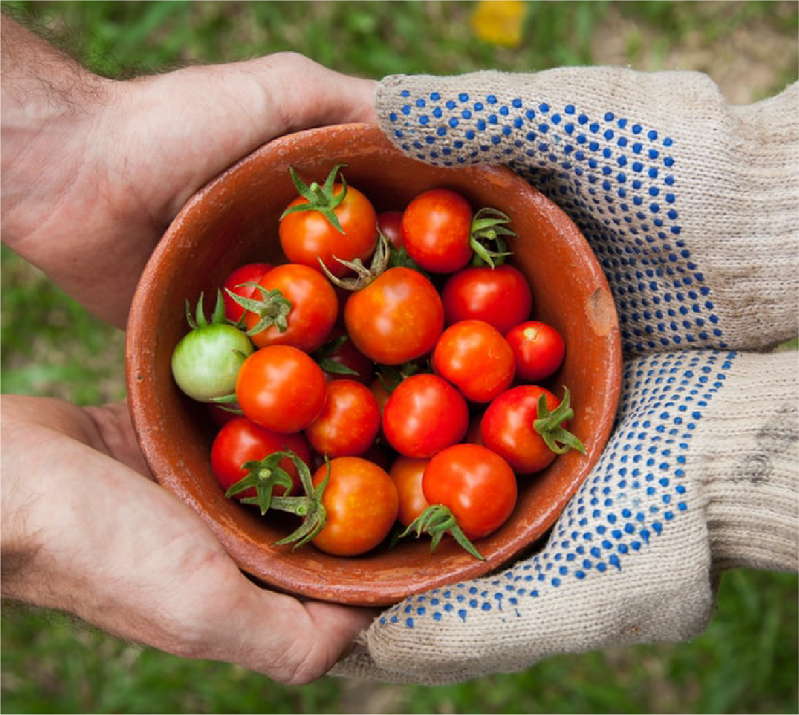 Fresh tomatoes in bowl