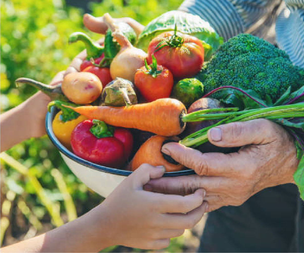 Hands holding fresh vegetables